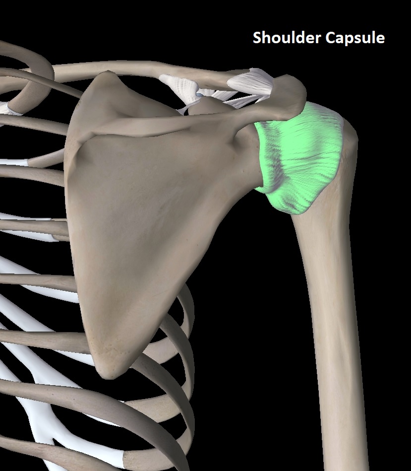 shoulder-capsule