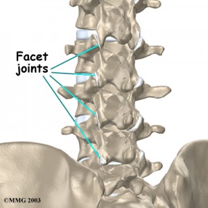 facet joints