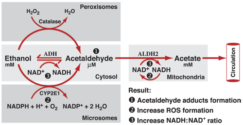 diagram-of-alcohol-metabolism