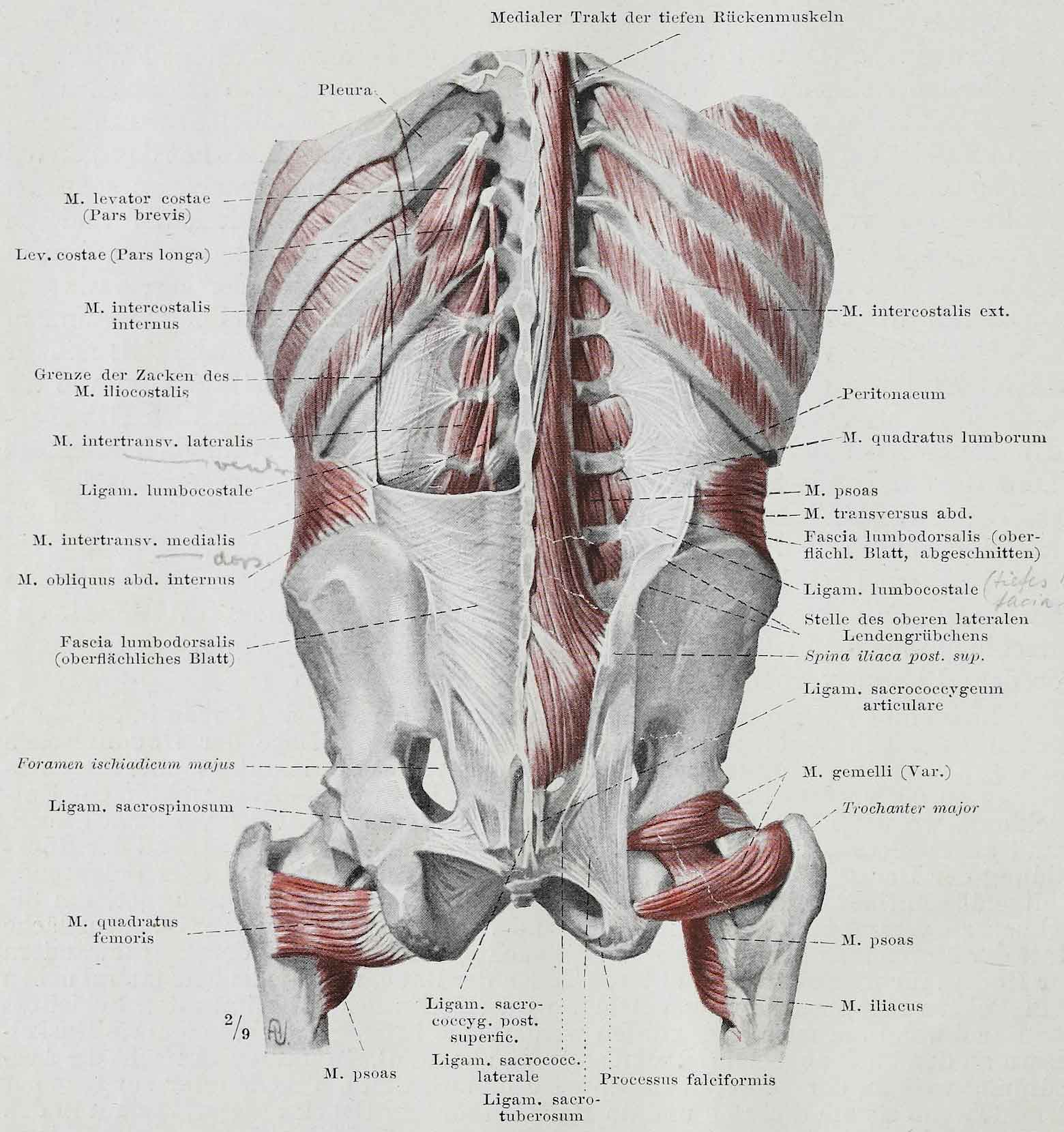 back muscles and fascia