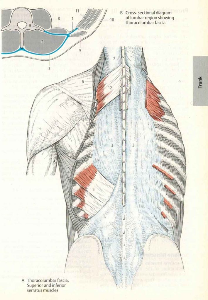 thoracolumbar fascia
