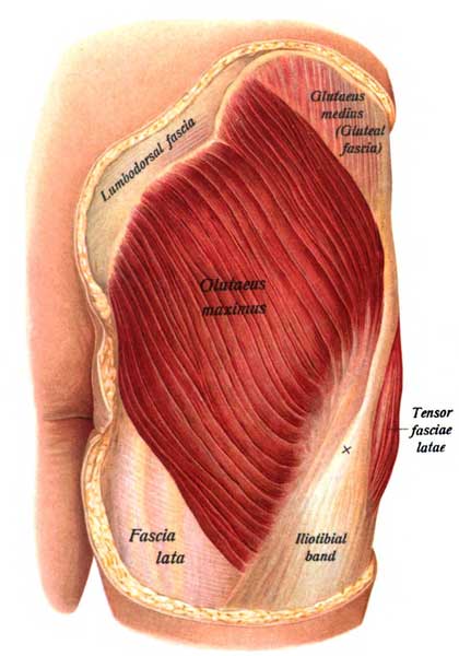 glute-maximus