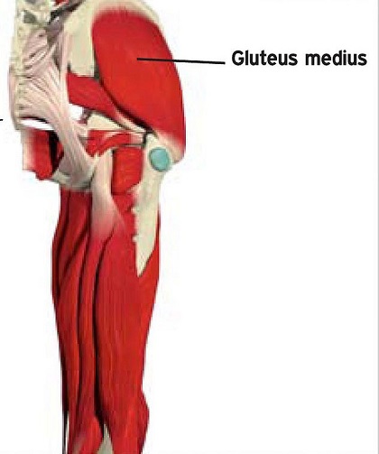 glute-medius