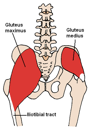 glute-medius